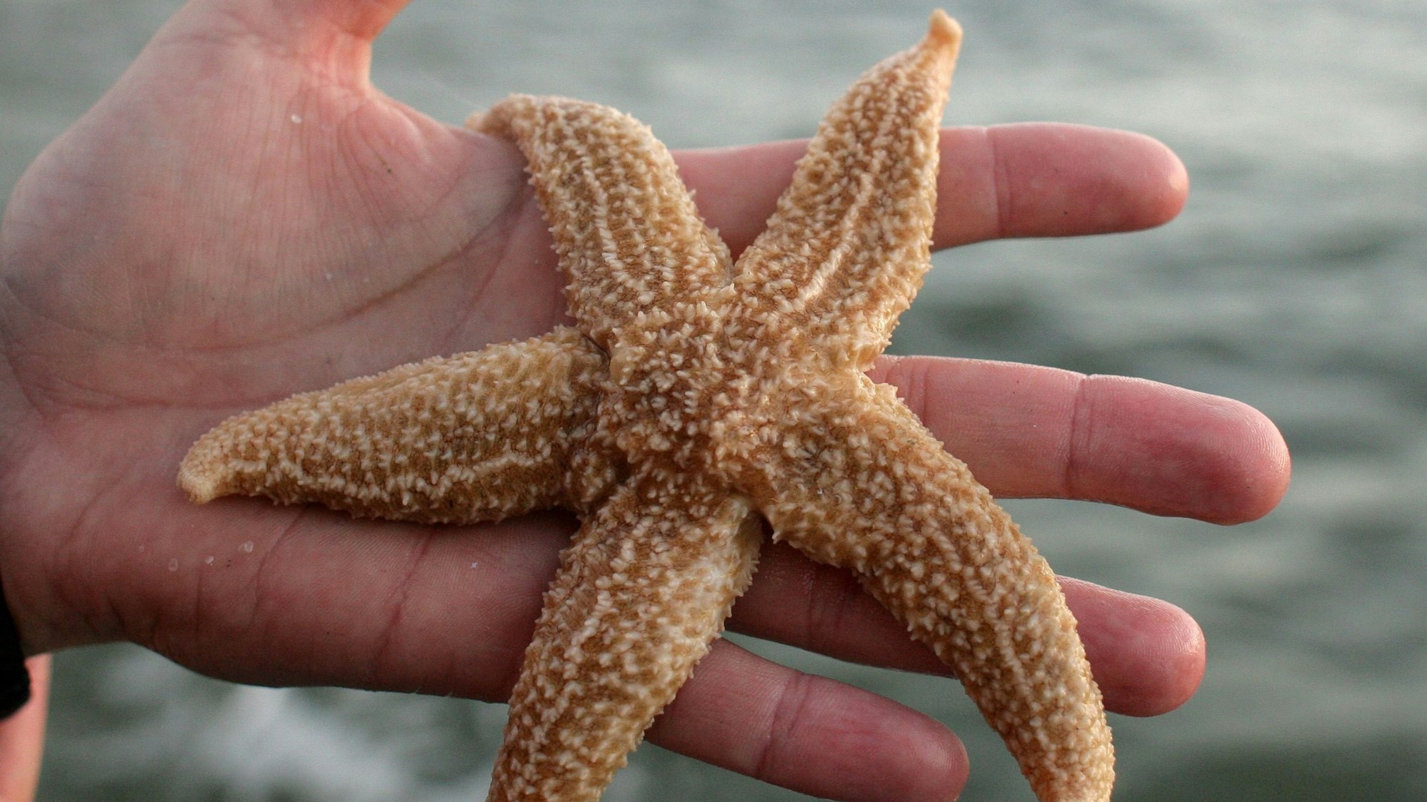 Eine Person hält einen beige-braunen Seestern in der Hand. Im Hintergrund ist das Meer.