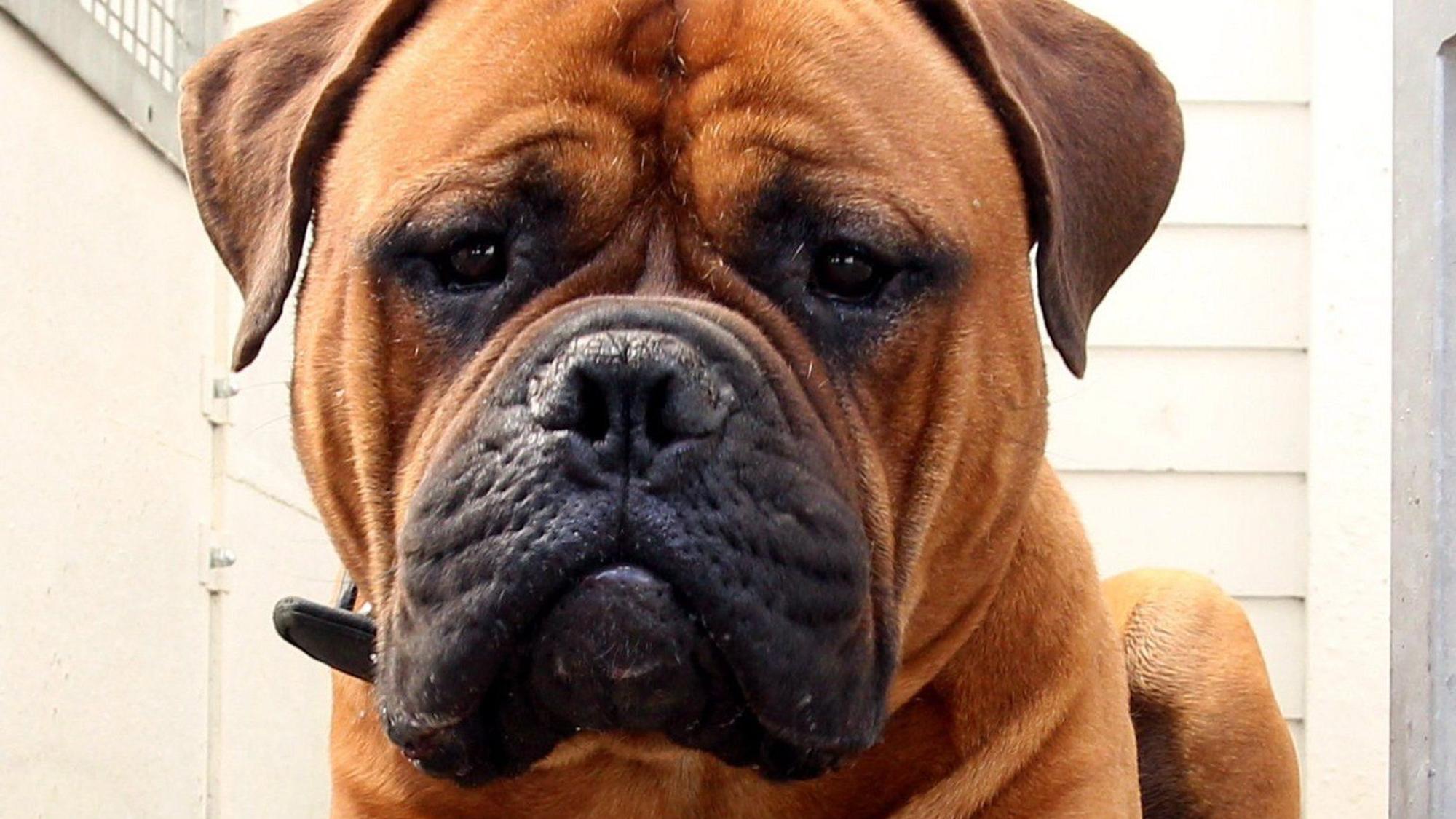 Auf dem Foto ist ein Boxer zu sehen.