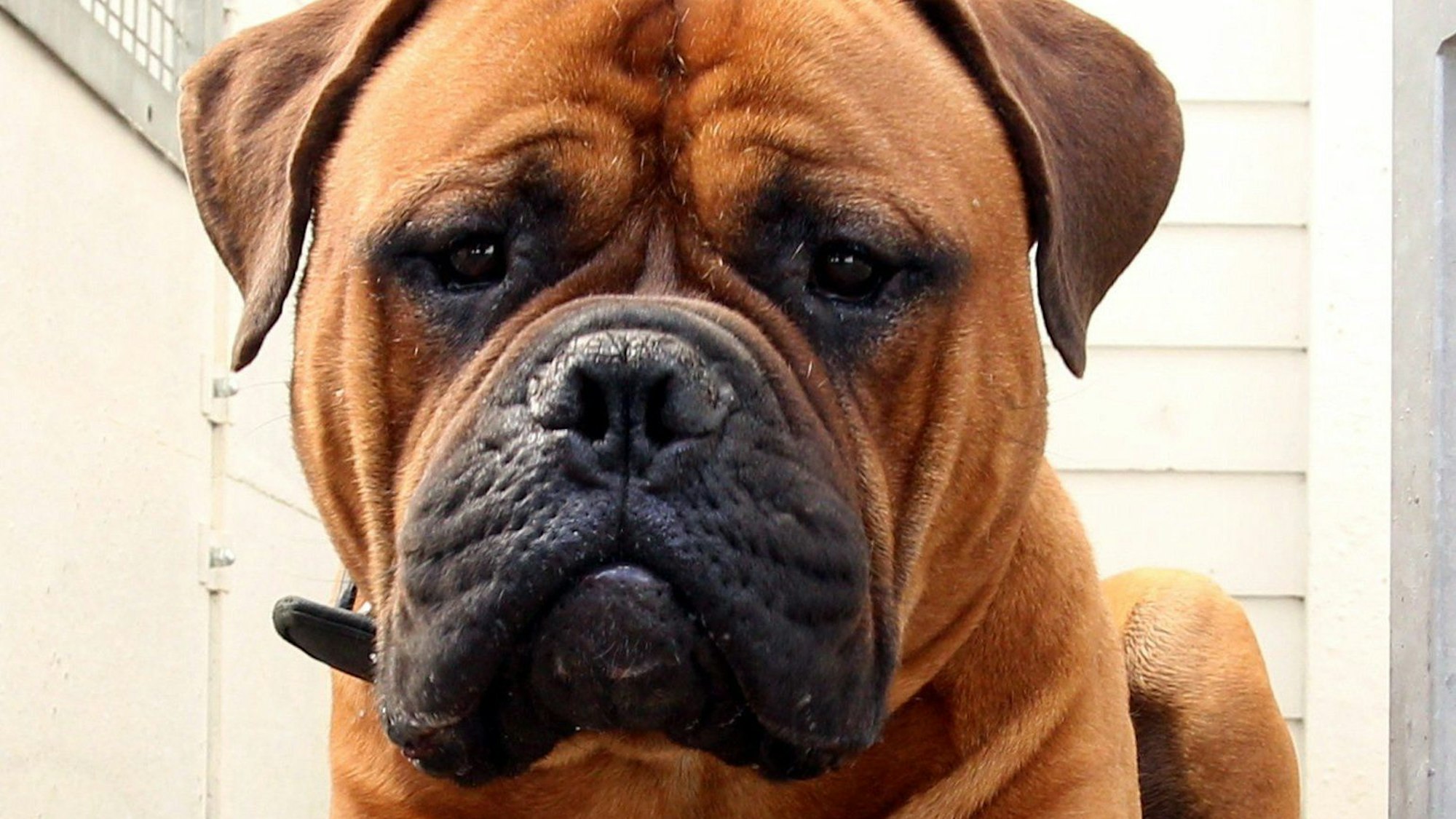 Auf dem Foto ist ein Boxer zu sehen.