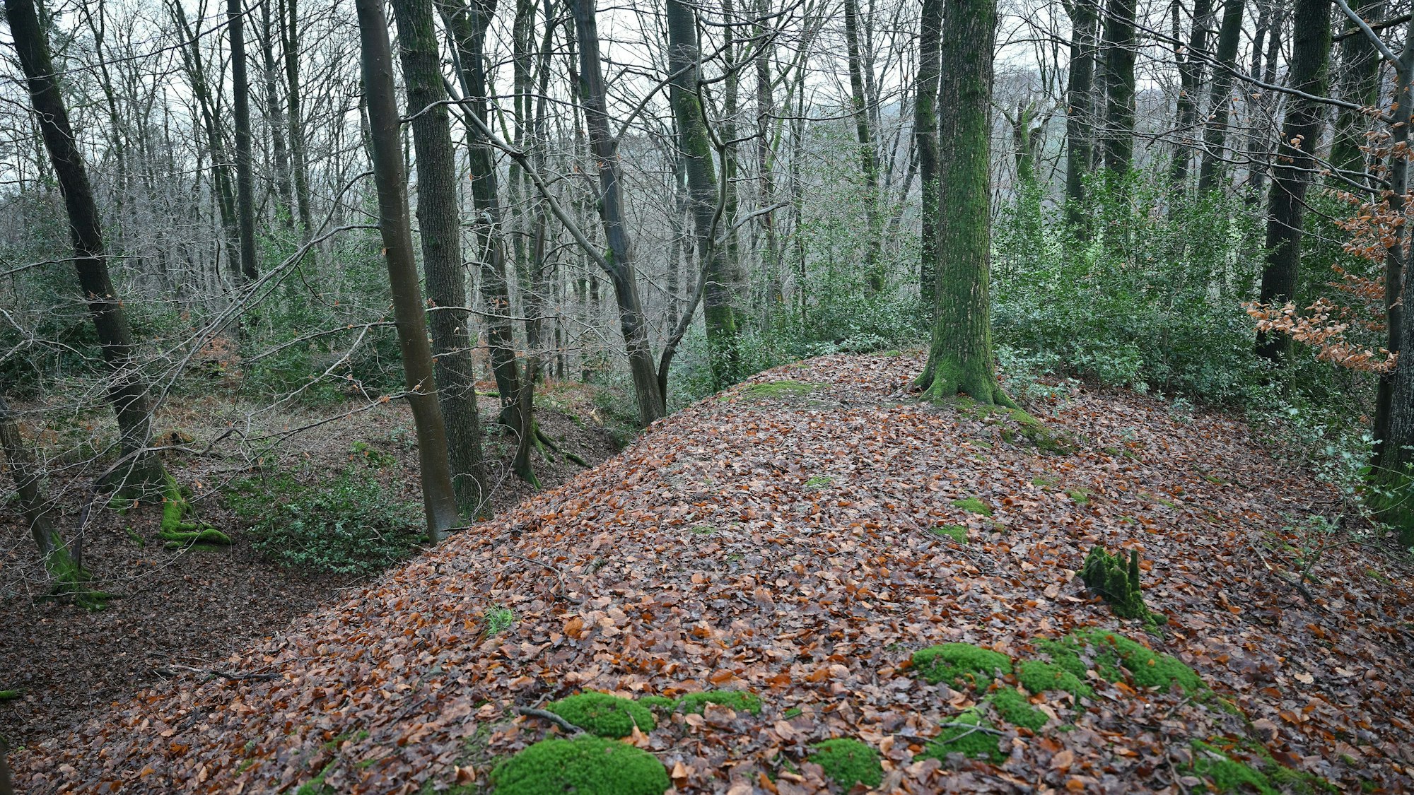 Ein Wall im Wald: Er ist nicht natürlichen Ursprungs: Hier sind Menschen tätig geworden.