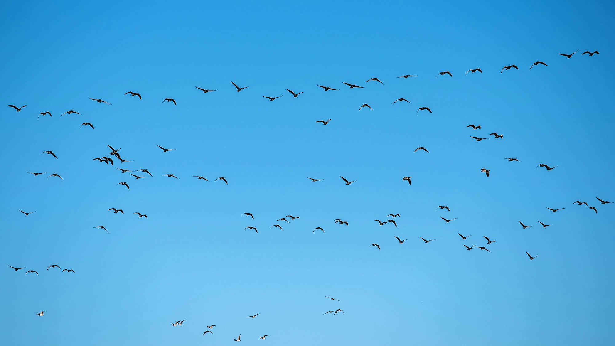 Graugänse fliegen über die Landschaft.