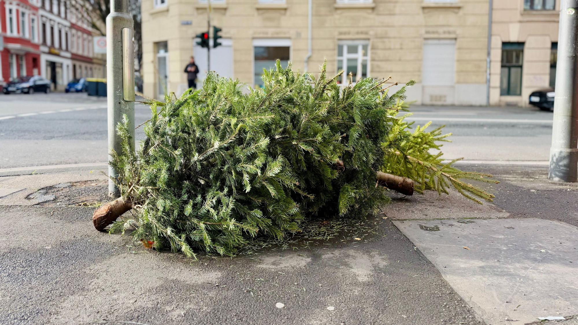 In der Niehler Straße liegen zwei Tannenbäume auf dem Gehweg.