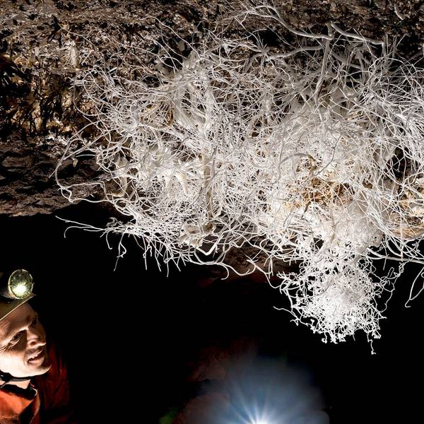 Ein Mann mit Helm und Stirnlampe schaut auf ein Gewirr aus weißen Fäden, die in einer dunklen Höhle von der Decke hängen. Das Gebilde nennt sich Eisenblüte.