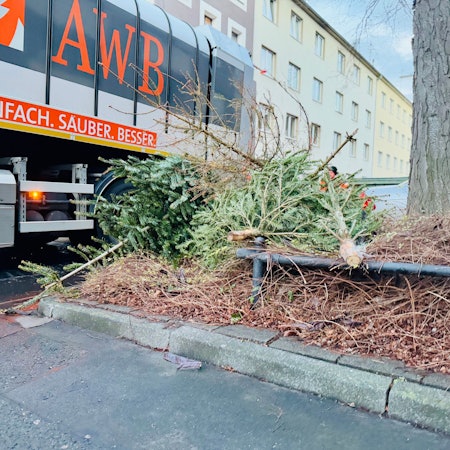 Mehrere Tannenbäume liegen am Straßenrand, daneben parkt ein Müllfahrzeug der AWB.