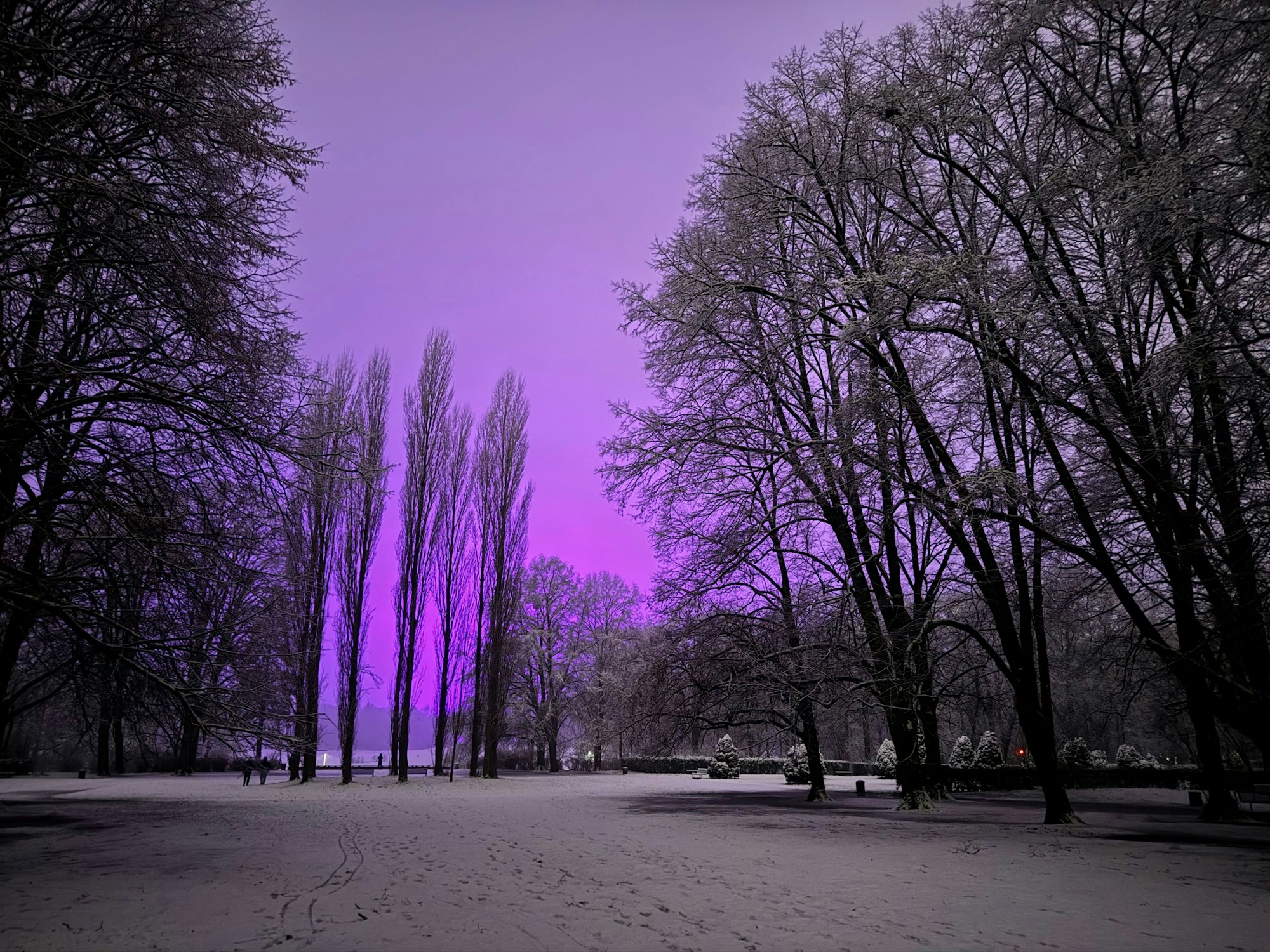 08.01.2025, Köln: Vom Schnee bedeckt sind die Wiesen im Beethovenpark. Am Abend hat es in der Stadt begonnen, zu schneien. Am Himmel wird die violette Beleuchtung auf den Trainingsplätzen des Fußballclubs 1. FC Köln reflektiert, welche dort das Rasenwachstum fördern soll. Foto: Matthias Heinekamp