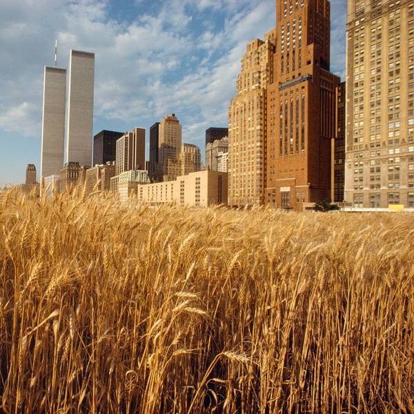 Ein Weizenfeld steht vor den Hochhäusern Manhattans.