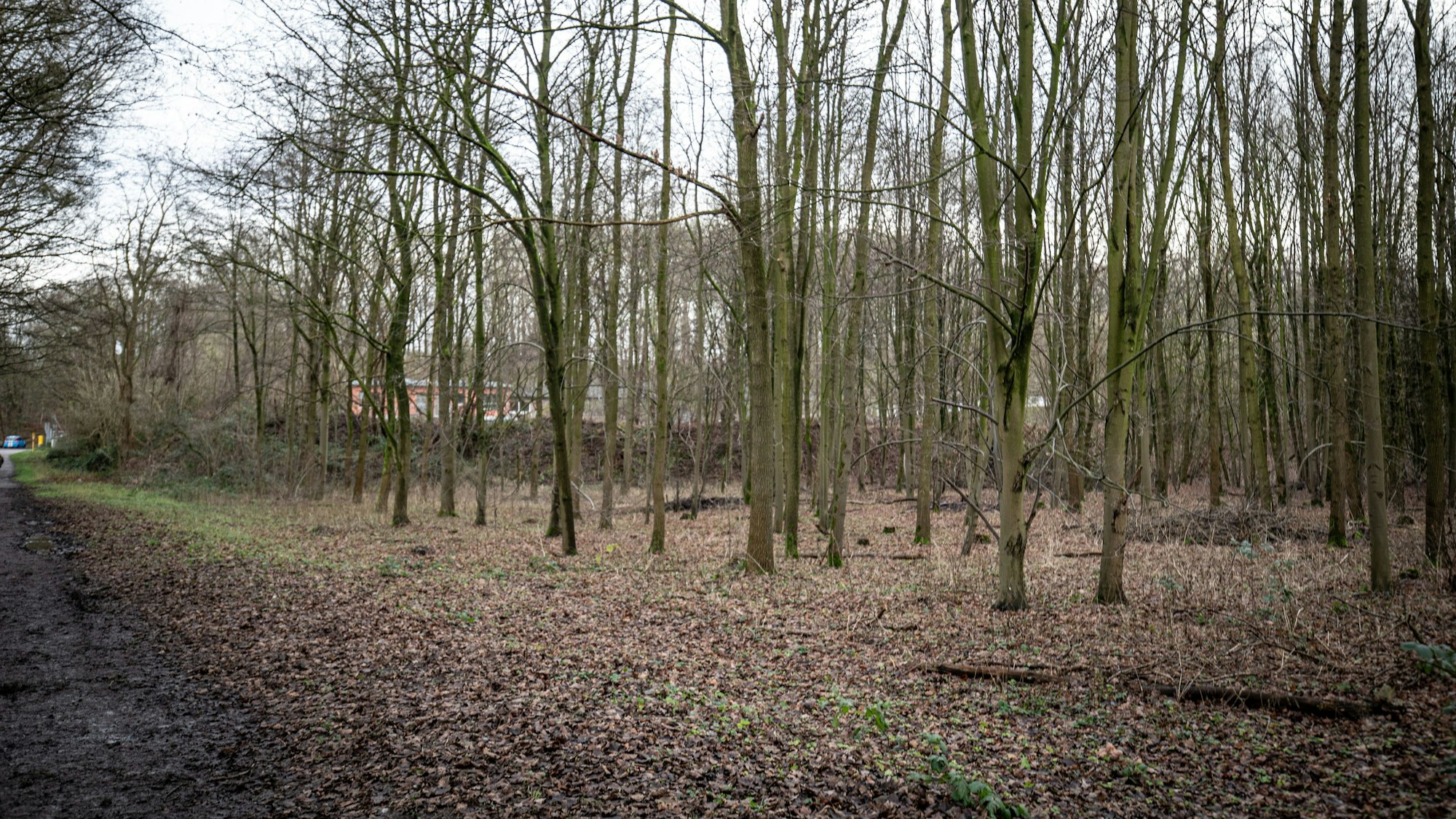 Waldstück hinter dem Tierheim Opladen.