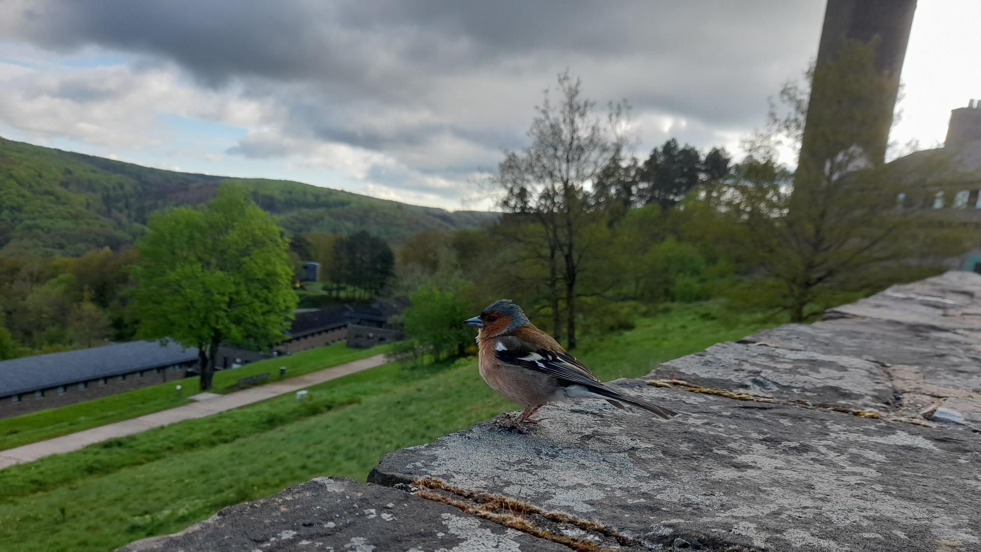 Ein Buchfink sitzt auf einer Mauer, im Hintergrund sieht man Gebäude von Vogelsang.