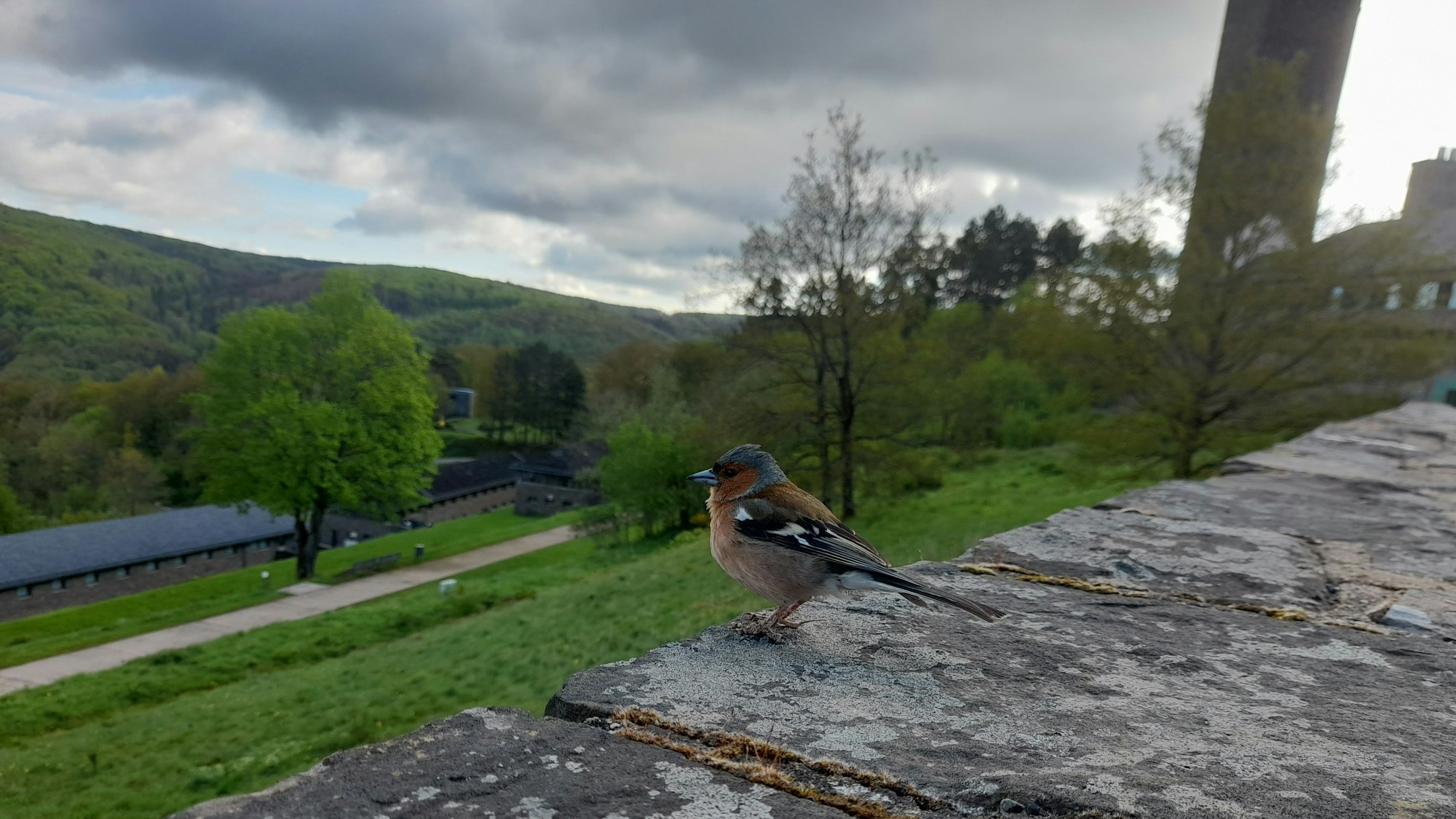 Ein Buchfink sitzt auf einer Mauer, im Hintergrund sieht man Gebäude von Vogelsang.