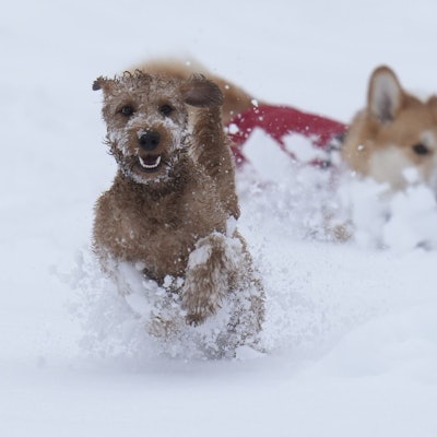 Zwei Hunde spielen im Schnee. Die Gemeinde Lindlar weist daraufhin, dass alle Hunde angemeldet werden müssen.