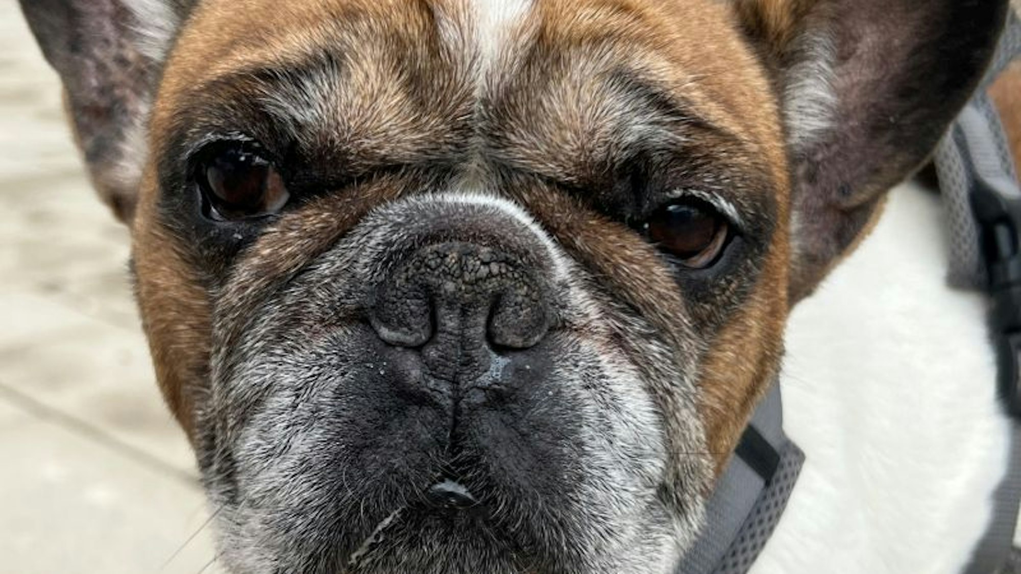 Die beiden Bulldoggen Max und Francis haben ein Dauer-Abo für die Tierarztpraxis. Beide werden von den Betreibern des Tierheim Bergheim als Großbaustellen bezeichnet.