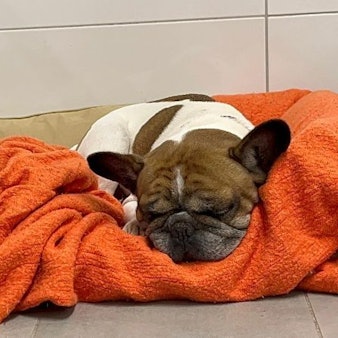 Die beiden Bulldoggen Max (l.) und Francis (r.) teilen sich Körbchen und Deckchen. Sie sind Leidensgenossen – beide haben eine Vielzahl an Krankheiten.