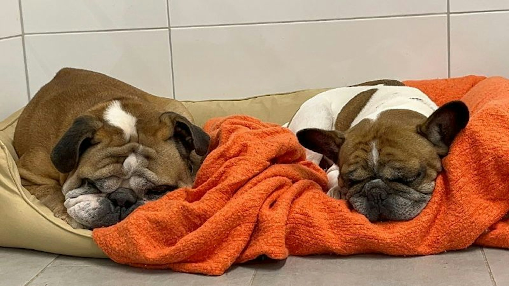 Die beiden Bulldoggen Max (l.) und Francis (r.) teilen sich Körbchen und Deckchen. Sie sind Leidensgenossen – beide haben eine Vielzahl an Krankheiten.
