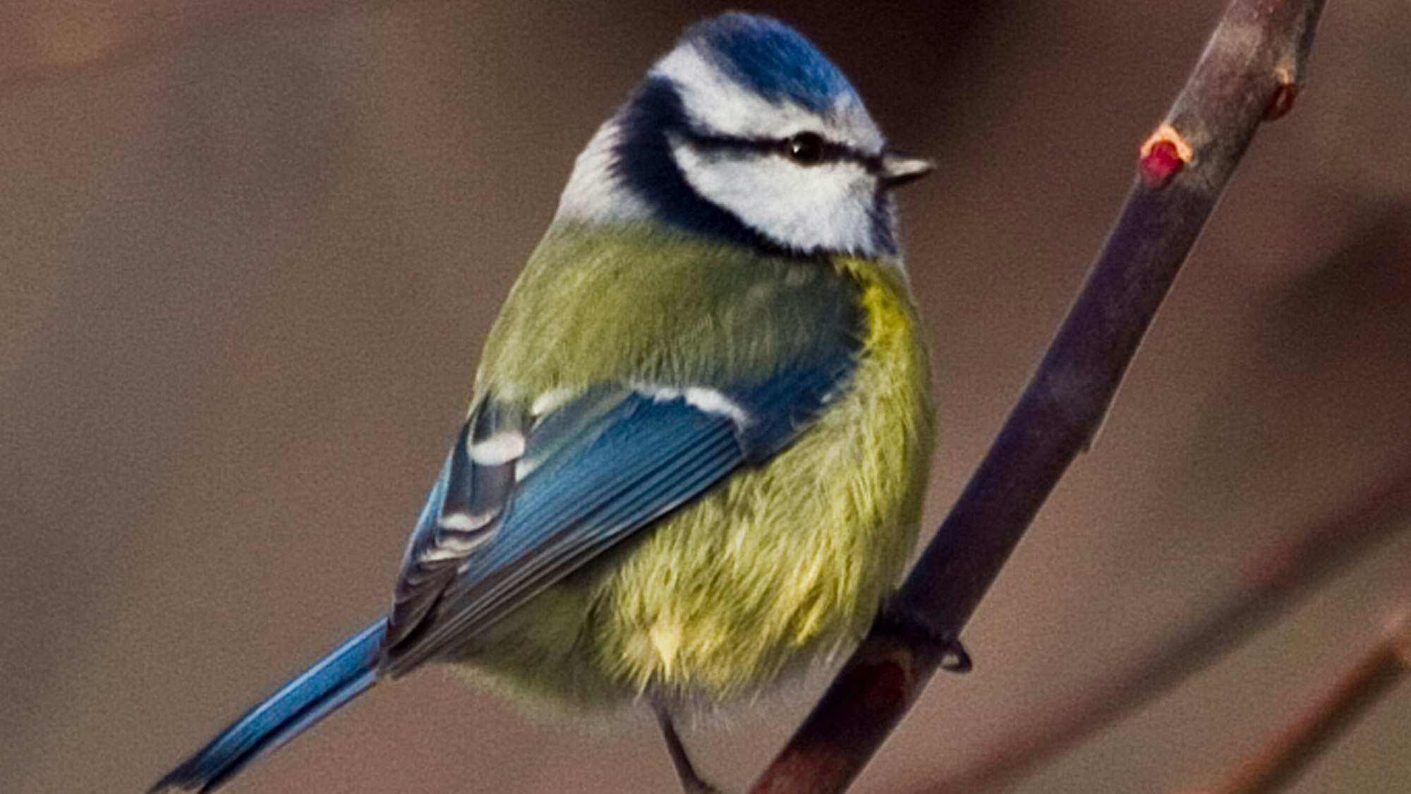 Eine Blaumeise sitzt auf einem Zweig.