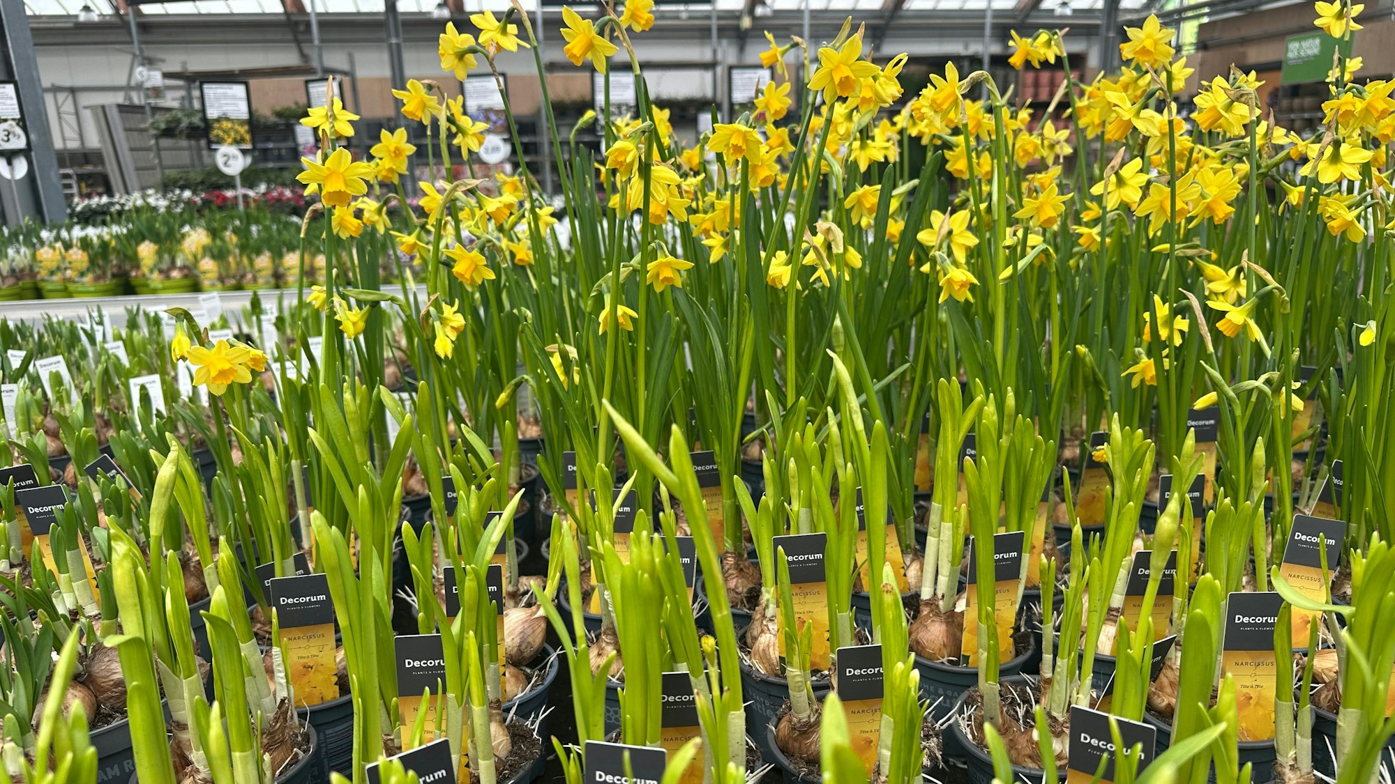 Nach roten Weihnachtssternen im Dezember sind nun gelbe Osterglocken im Verkauf.