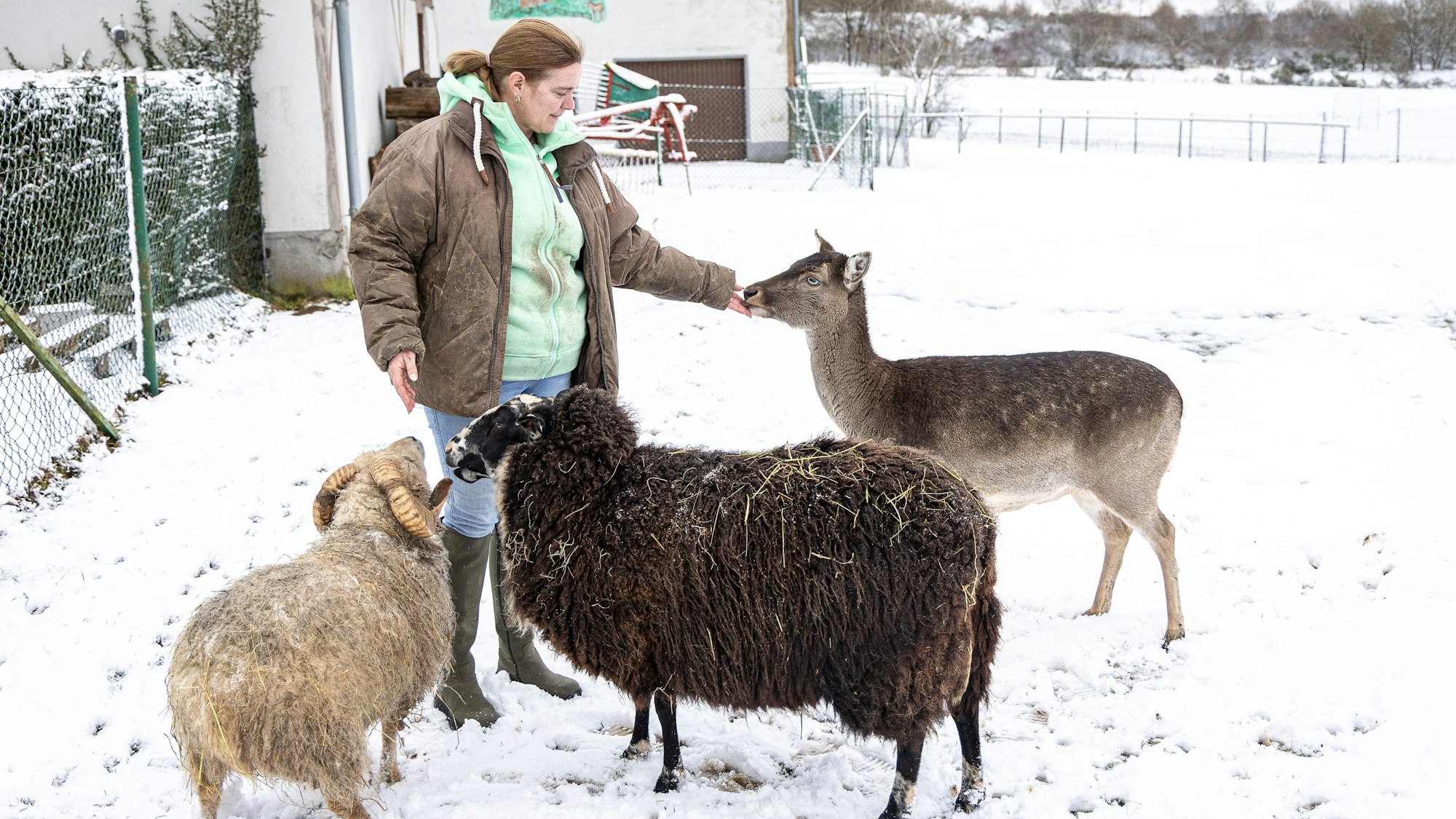 Nicole Schumacher füttert im verschneiten Gehege an ihrem Haus ein Stück Damwild und zwei Schafe.