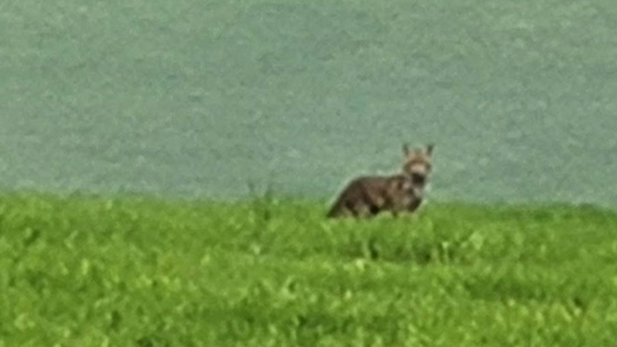 Das unscharfe Handyfoto zeigt ein Tier auf der Wiese, bei dem es sich um einen Wolf, aber auch um einen großen Hund handeln könnte.