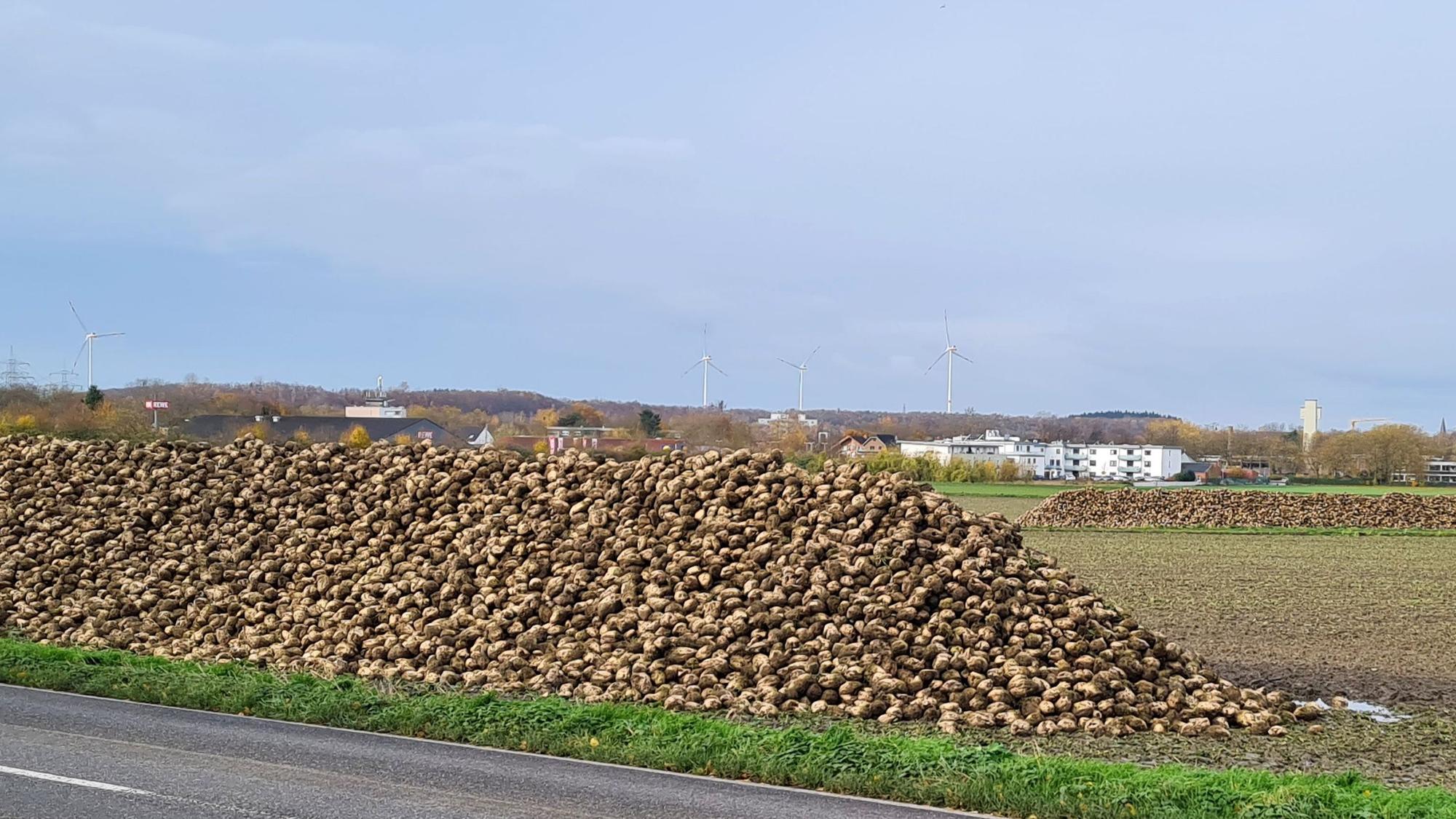 Das Bild zeigt einen Berg aus Zuckerrüben