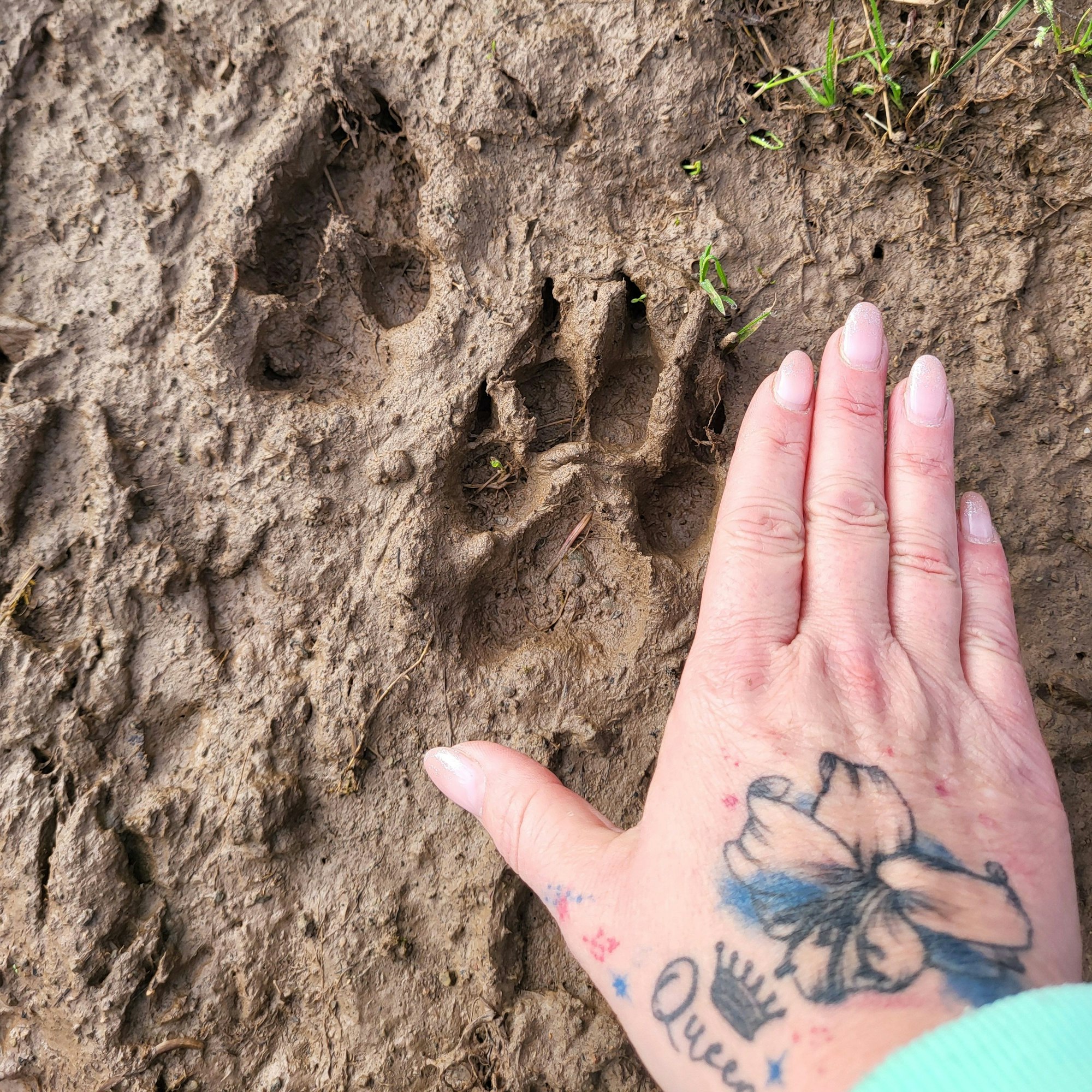 Deutlich ist der Abdruck einer großen Pfote im Schlamm zu erkennen, daneben die zum Größenvergleich eine Frauenhand.