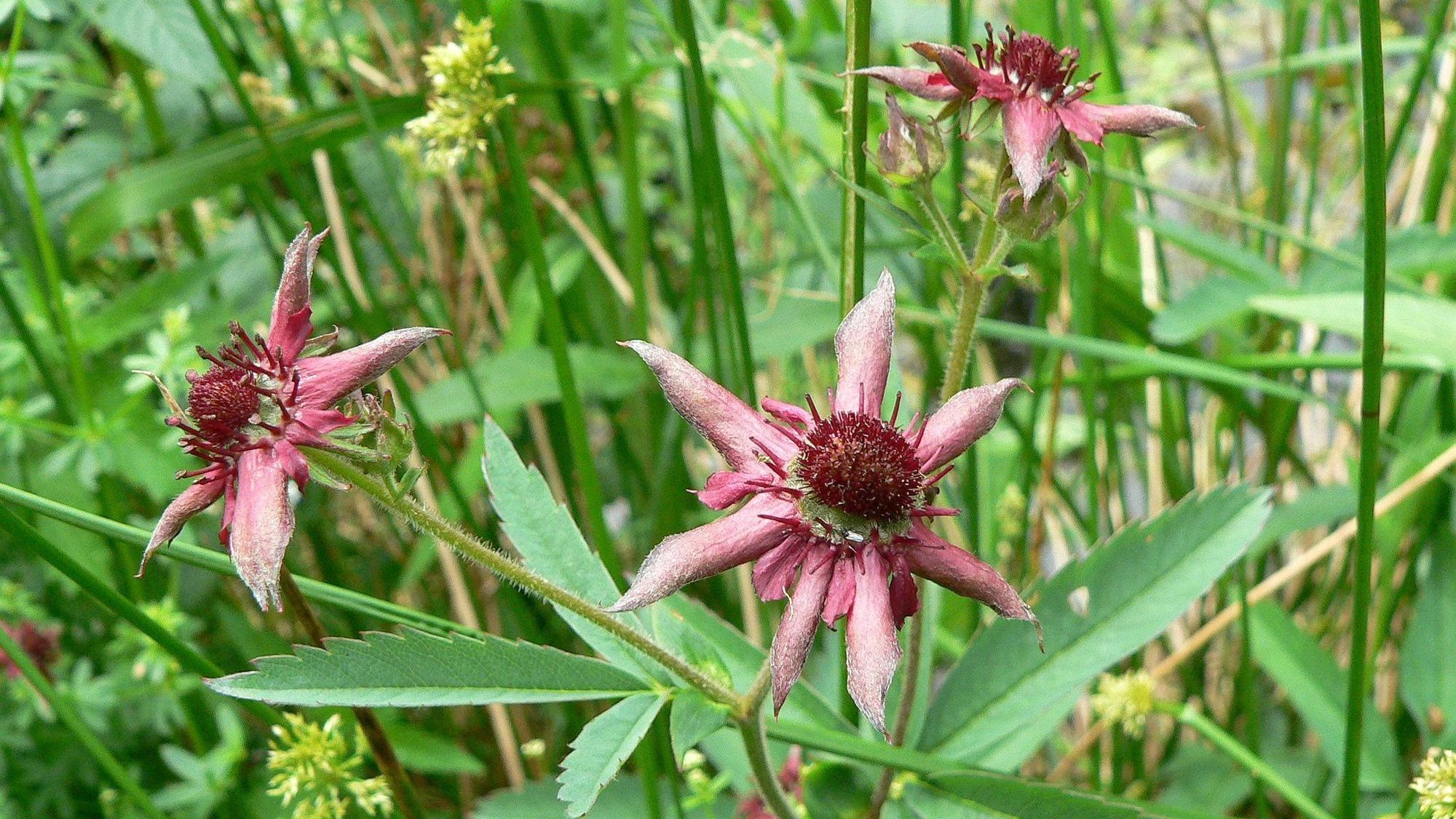 Das Bild zeigt sternförmige, lilafarbene Blüten.