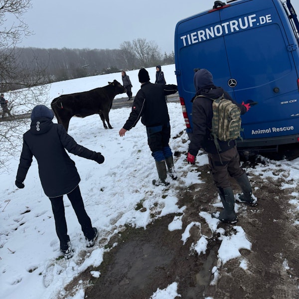 Menschen umringen eine Kuh im Schnee.