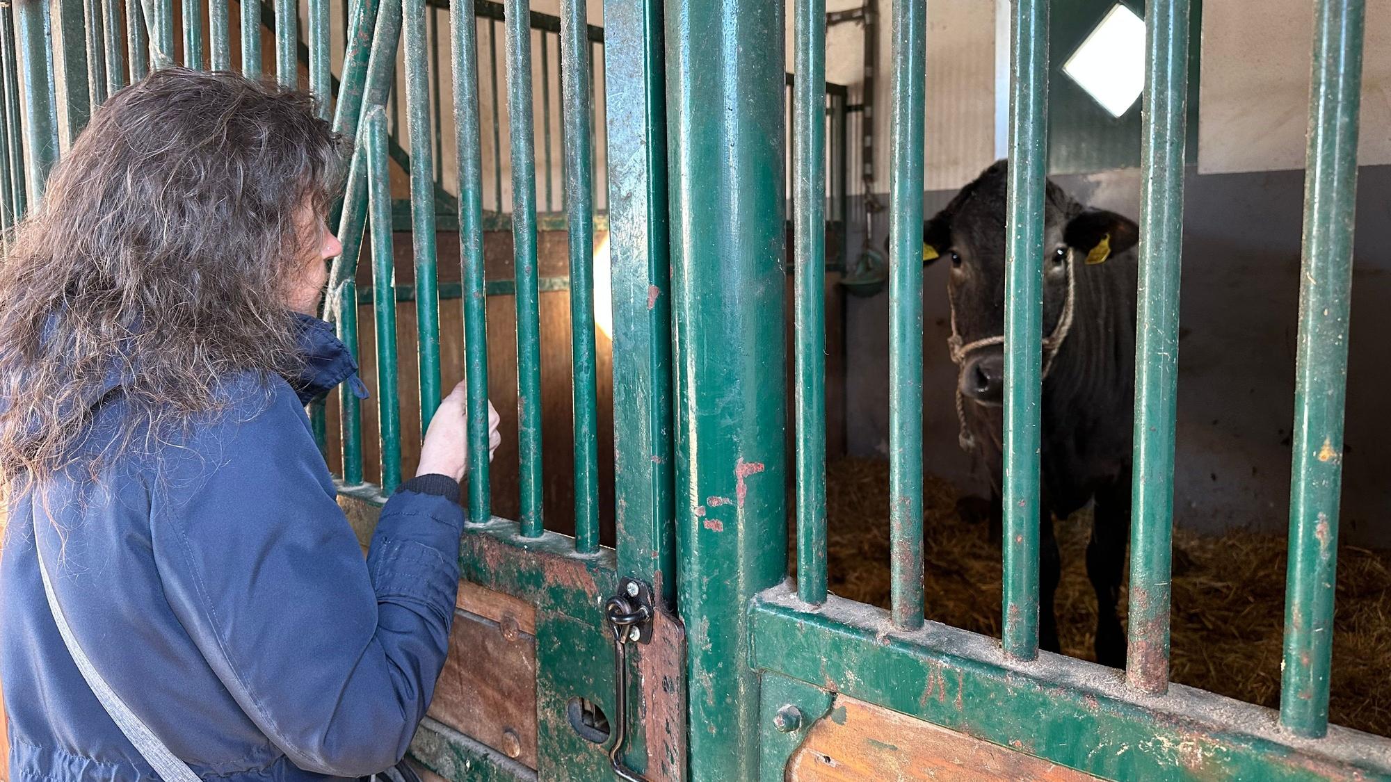 Kuh Hilde in ihrer Box auf Zwischenstation bei der Tara Tierhilfe in Lohmar; Astrid Rath hatte sie im Wald versorgt.