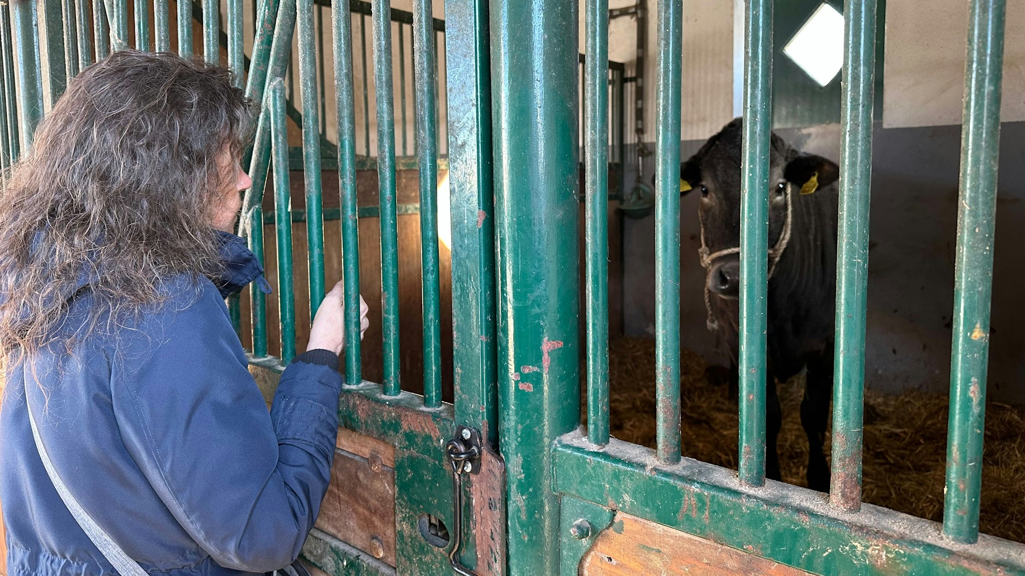 Kuh Hilde in ihrer Box auf Zwischenstation bei der Tara Tierhilfe in Lohmar; Astrid Rath hatte sie im Wald versorgt.