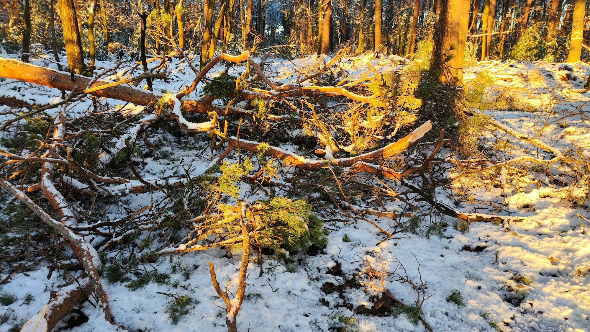 Ein Waldweg ist blockiert von einem Gewirr abgebrochener Äste.