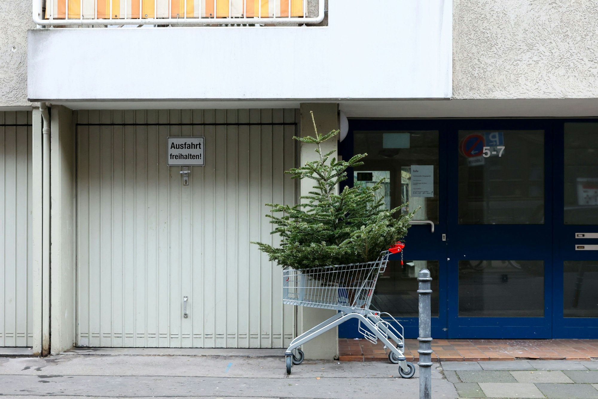 11.01.2023
Köln:
alter Tannenbaum im Einkaufswagen in der Südstadt
Foto: Martina Goyert