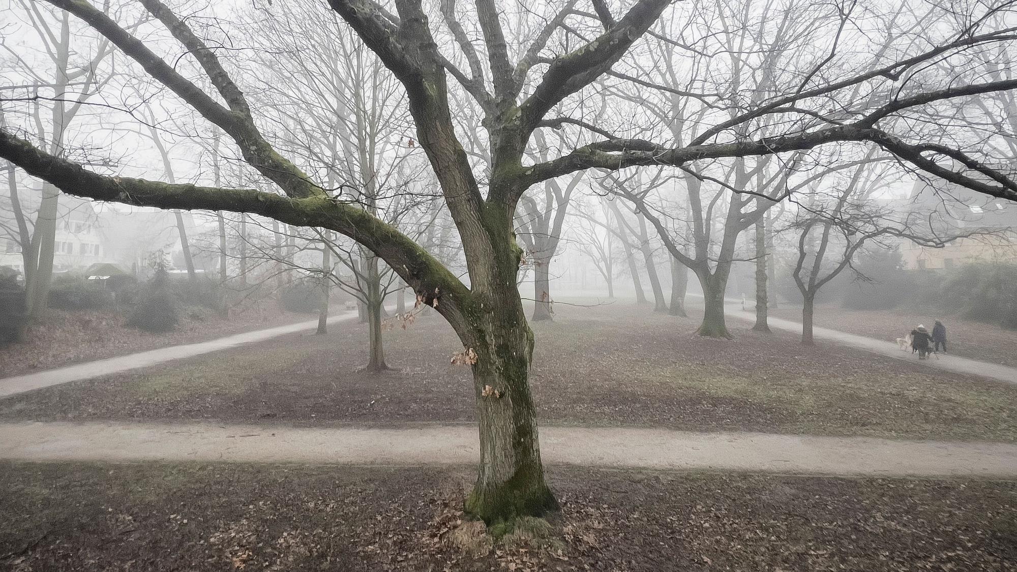 Der Hindenburgpark mit seinem alten Eichenbestand im Winter. Foto: Ralf Krieger
