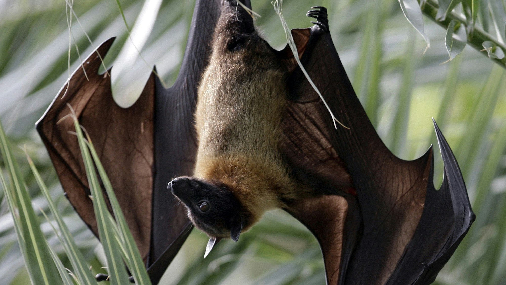 Ein Flughund hängt mit ausgebreiteten Flügeln an einem Palmzweig.