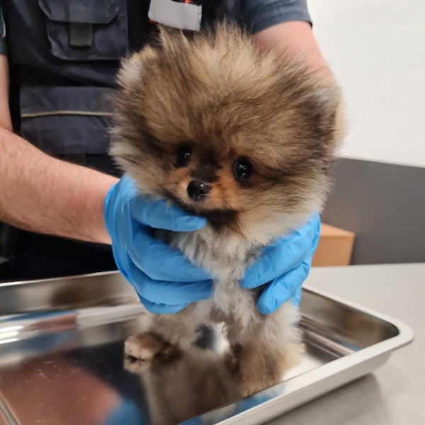 Ein Hund wird von einem Zollbeamten mit Handschuhen gehalten.