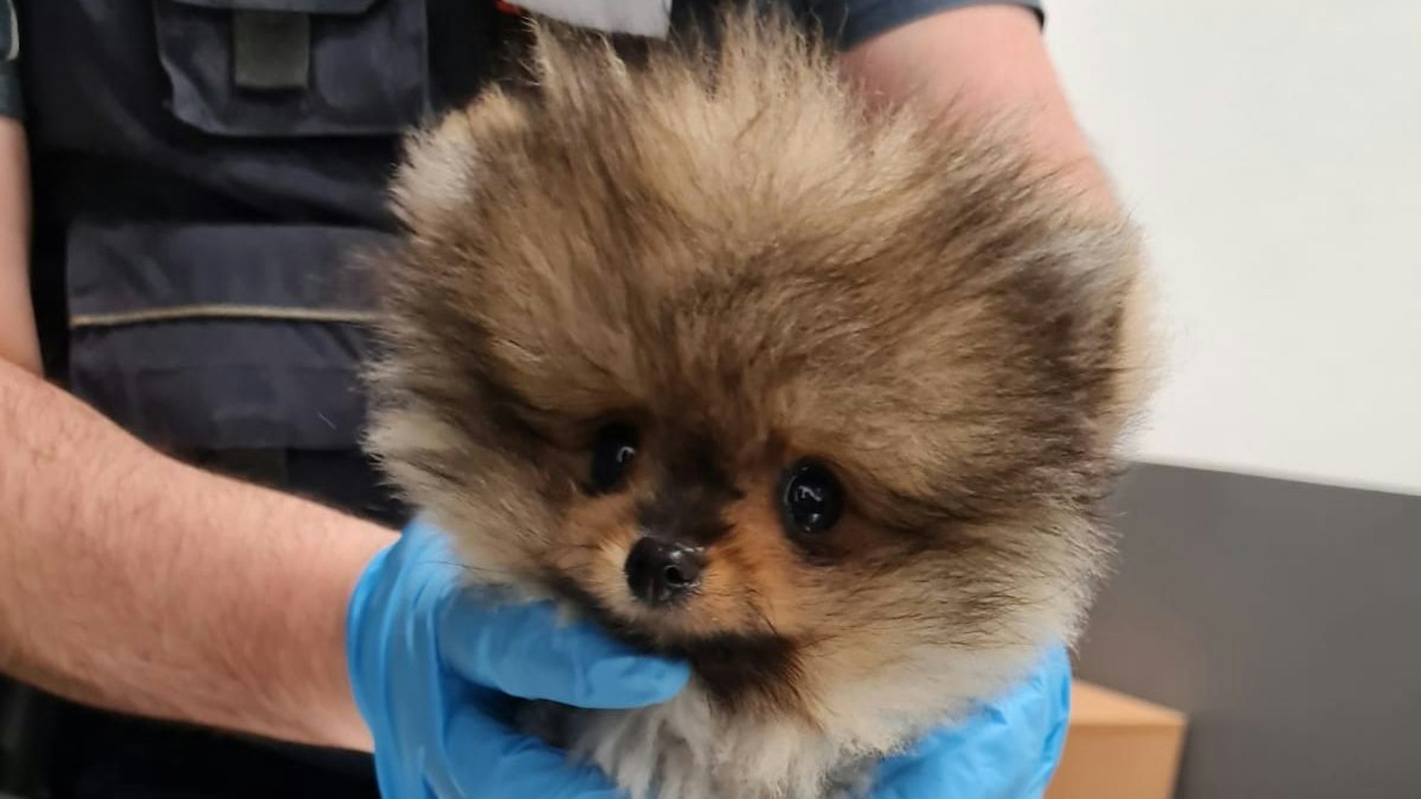 Ein Hund wird von einem Zollbeamten mit Handschuhen gehalten.
