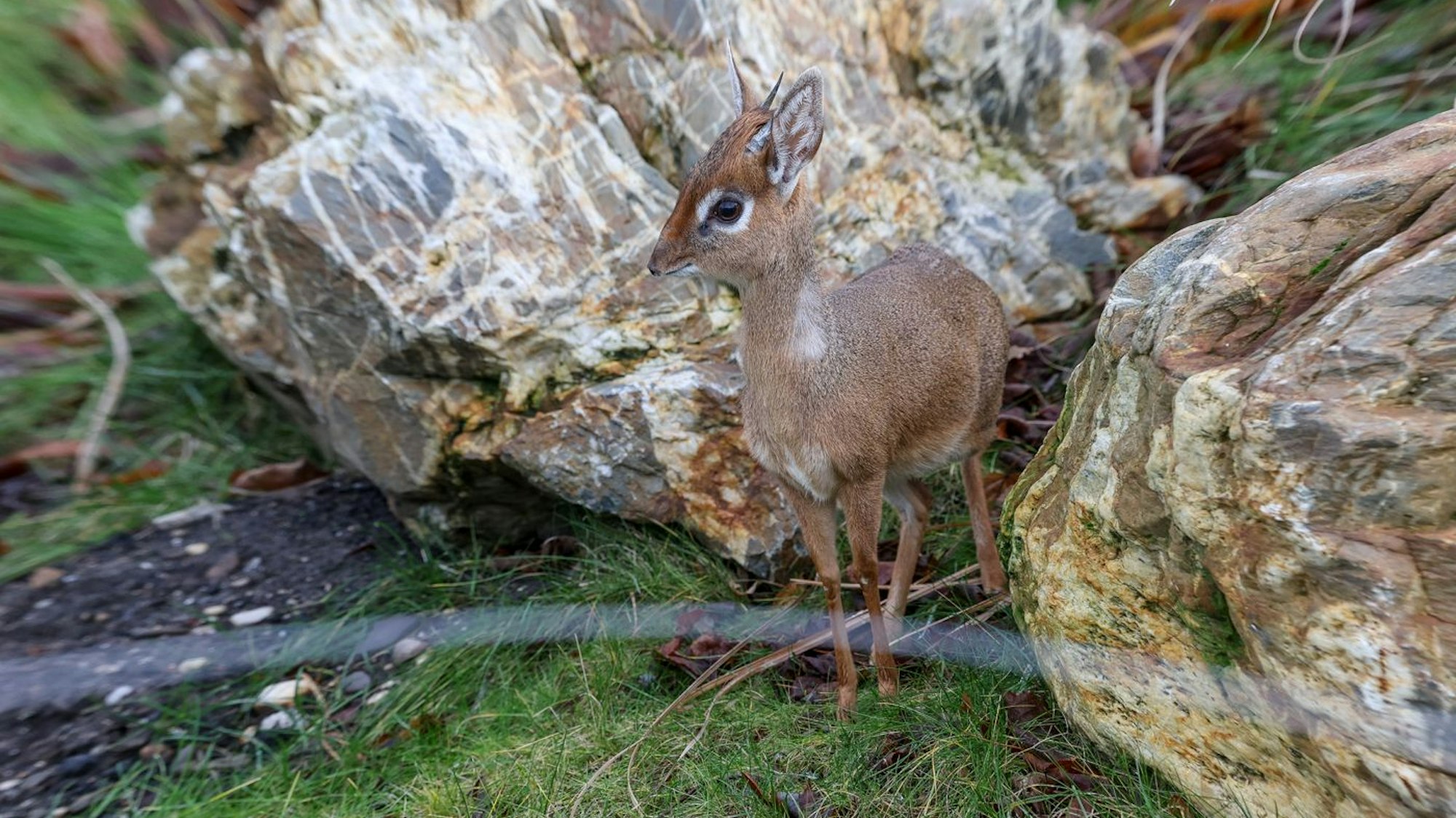 Kölner Zoo Dikdiks Zwergantilopen Kalle Abena.