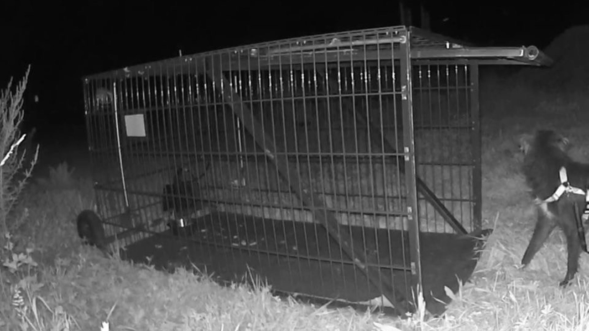 2,3 mal 1 Meter groß ist die Lebendfalle. Mit Nahrung werden Tiere hineingelockt. Eine Lichtschranke ganz hinten löst den Schließmechanismus aus.