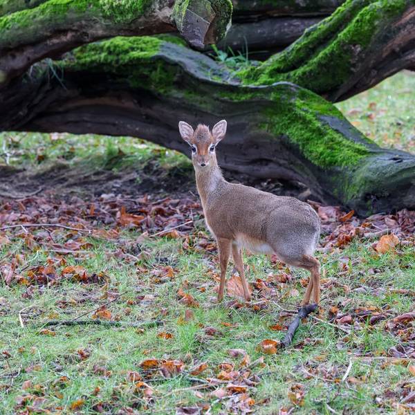 Neu im Zoo in Köln: eine der beiden Zwergantilopen.