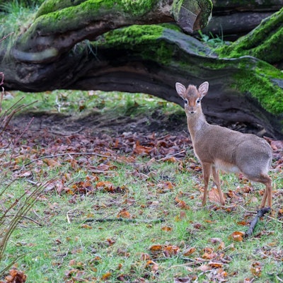 Neu im Zoo in Köln: eine der beiden Zwergantilopen.