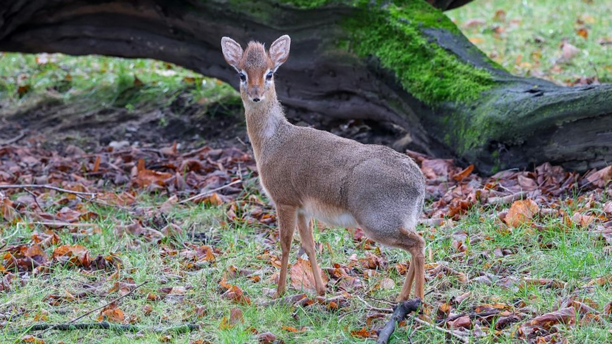 Neu im Zoo in Köln: eine der beiden Zwergantilopen.
