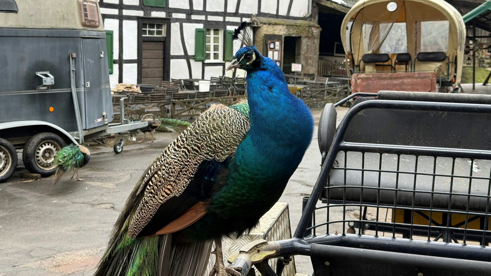 Der Bauernhofweg in Lohmar.
Ein Pfau an der Gammersbacher Mühle.