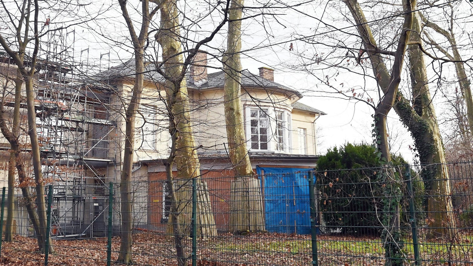 Die Platanen am Bahnhof Belvedere – insbesondere die näher am Gebäude befindliche – stehen seit Jahren im Brennpunkt einer Debatte.