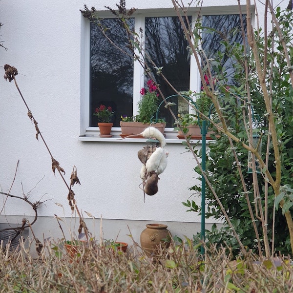 In der Hochwaldstraße in Köln-Sülz hat sich eine Ratten-Plage entwickelt. Hier sind mehrere Ratten zu sehen, wie sie sich an einer Vogelfutterstation in einem Nachbargarten zu schaffen machen.