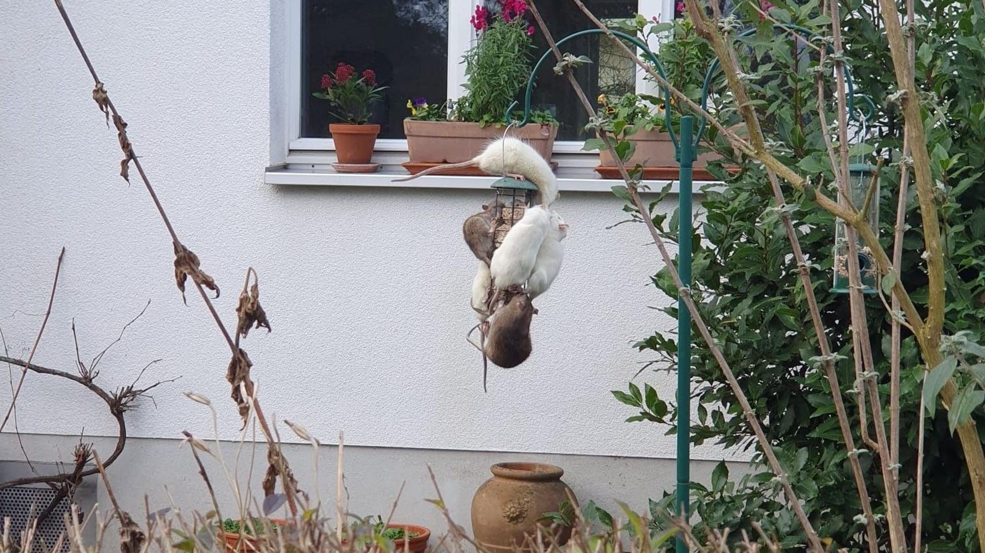 In der Hochwaldstraße in Köln-Sülz hat sich eine Ratten-Plage entwickelt. Hier sind mehrere Ratten zu sehen, wie sie sich an einer Vogelfutterstation in einem Nachbargarten zu schaffen machen.