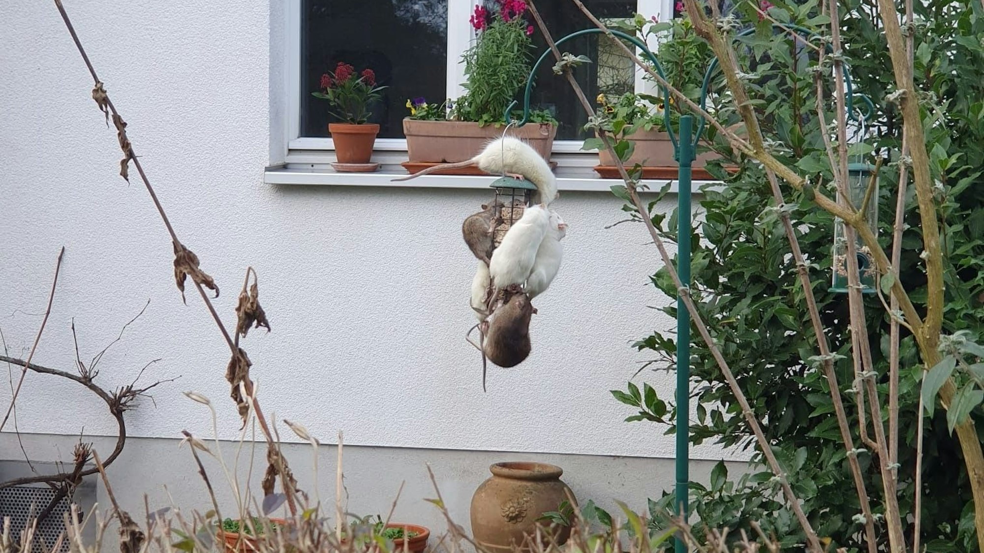 In der Hochwaldstraße in Köln-Sülz hat sich eine Ratten-Plage entwickelt. Hier sind mehrere Ratten zu sehen, wie sie sich an einer Vogelfutterstation in einem Nachbargarten zu schaffen machen.