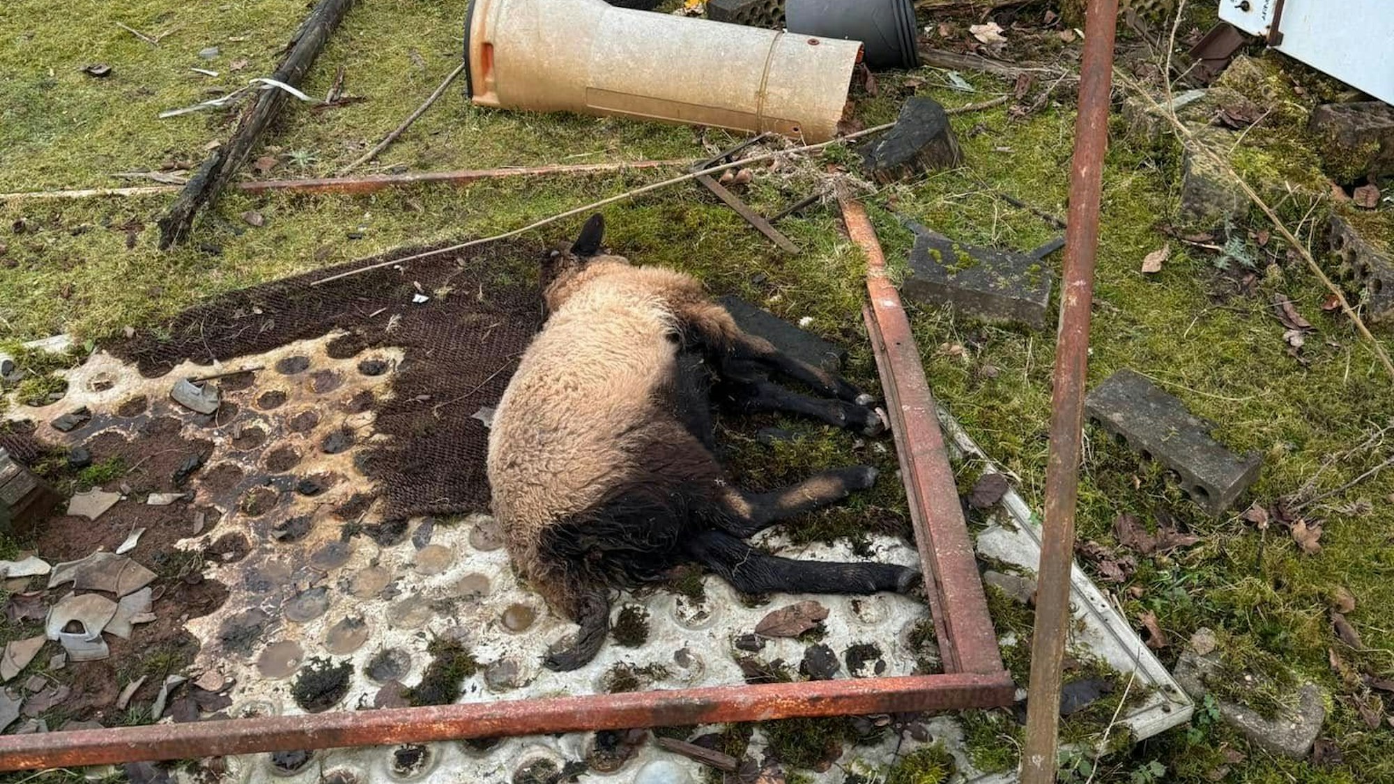 Tote Schafe in Köln-Merheim