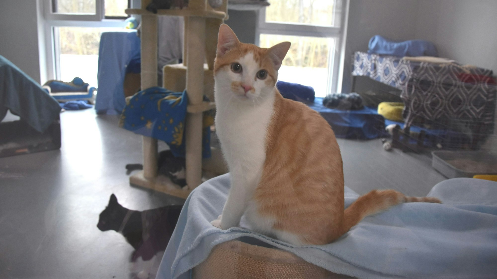 Zu sehen sind Katzen in einem Tierheim.