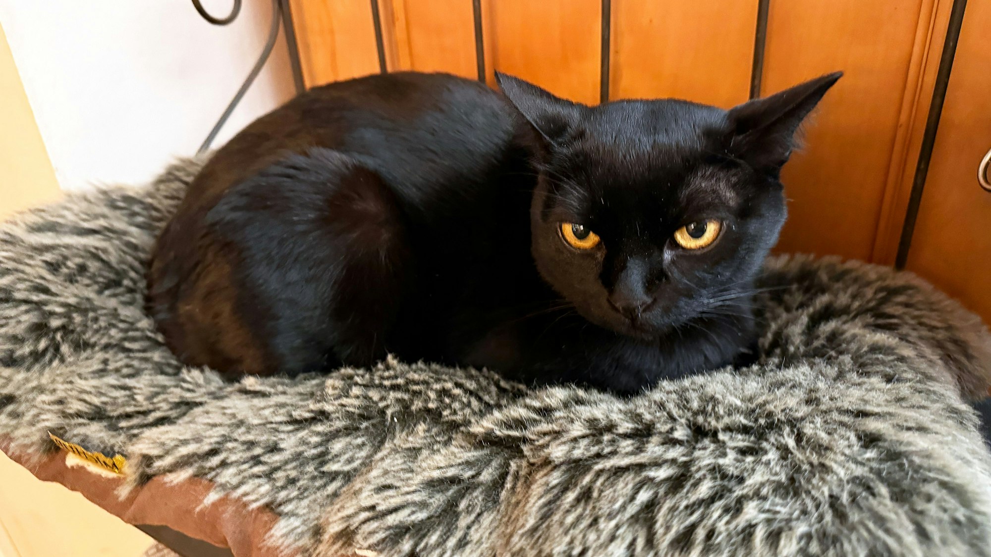 Die Bombay-Katze „Aramis“ liegt auf einem Kissen in seinem Zuhause auf der Nordsee-Insel Norderney.