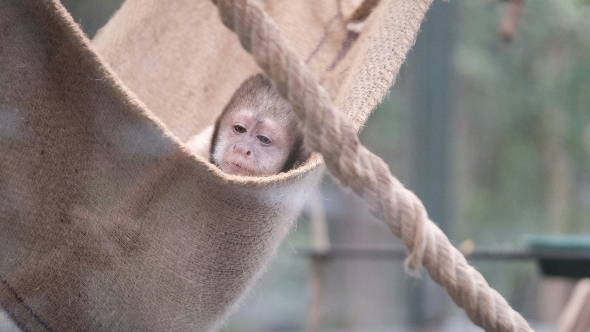 Gelbbrustkapuziner-Äffchen Nadua chillt in der Hängematte
