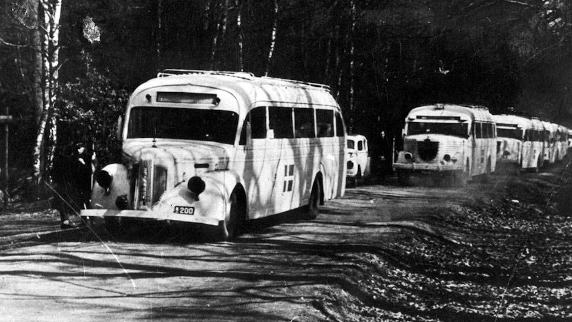 Das Foto zeigt weiße Busse des Schwedischen Roten Kreuzes 1945, vermutlich in der Nähe von Friedrichsruh.