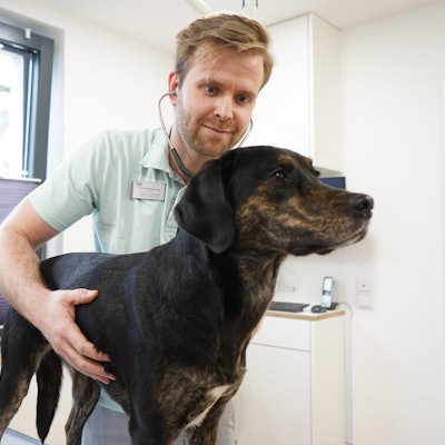 Das Foto zeigt einen Tierarzt bei der Untersuchung eines Hundes.