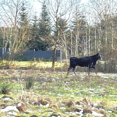Erneute Flucht von Kuh Hilde